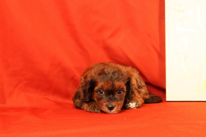 puppy, for, sale, Cavapoo, Matthew B. Stoltzfus, dog, breeder, Gap, PA, dog-breeder, puppy-for-sale, forsale, nearby, find, puppyfind, locator, puppylocator, aca